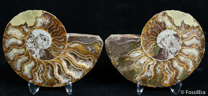Beautiful Inch Split Ammonite Pair #2388